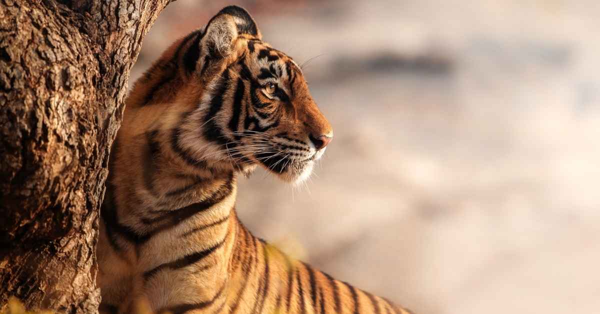 Tiger in Wild, Jim Corbett