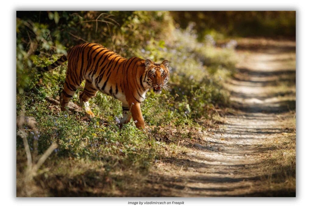 Tiger in Jim corbett