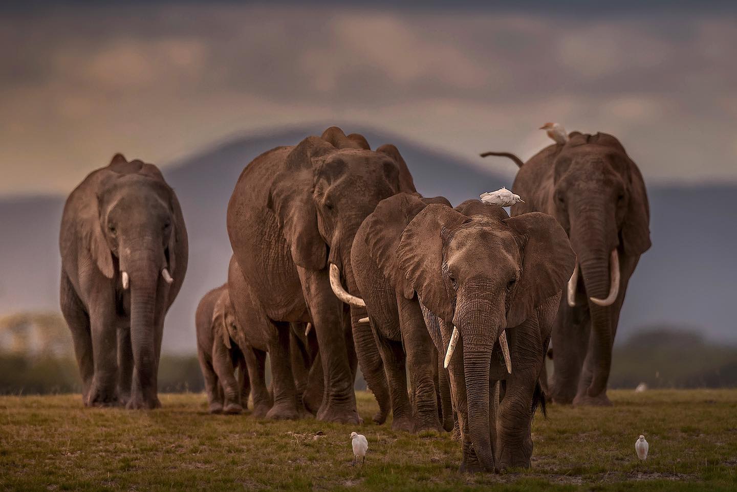 Kaziranga National Park