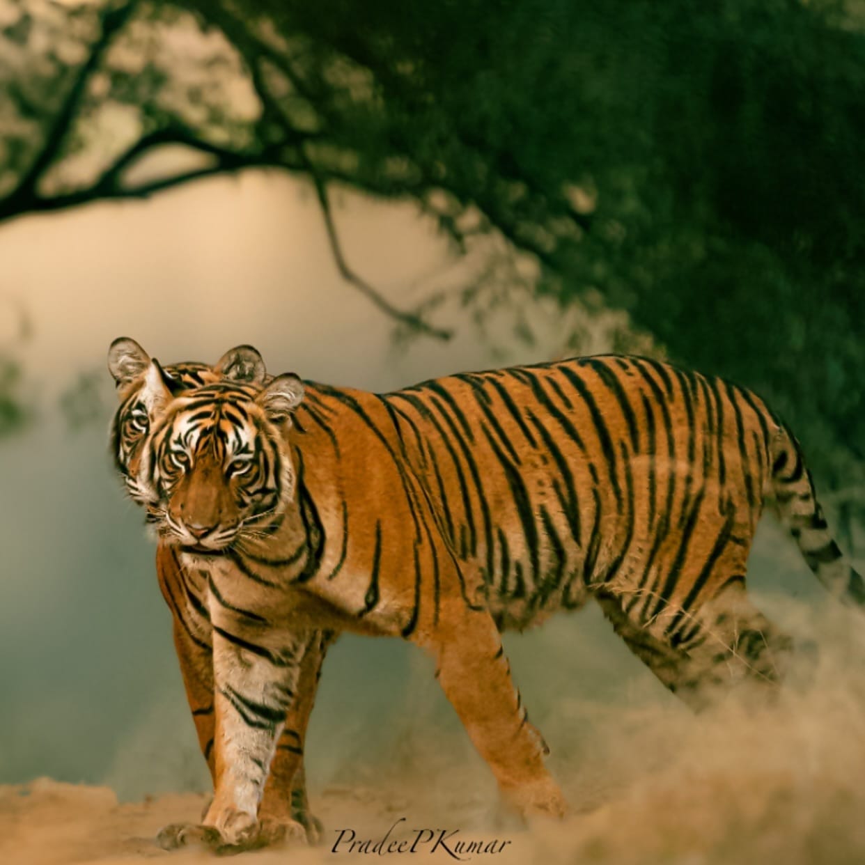 Ranthambore National park