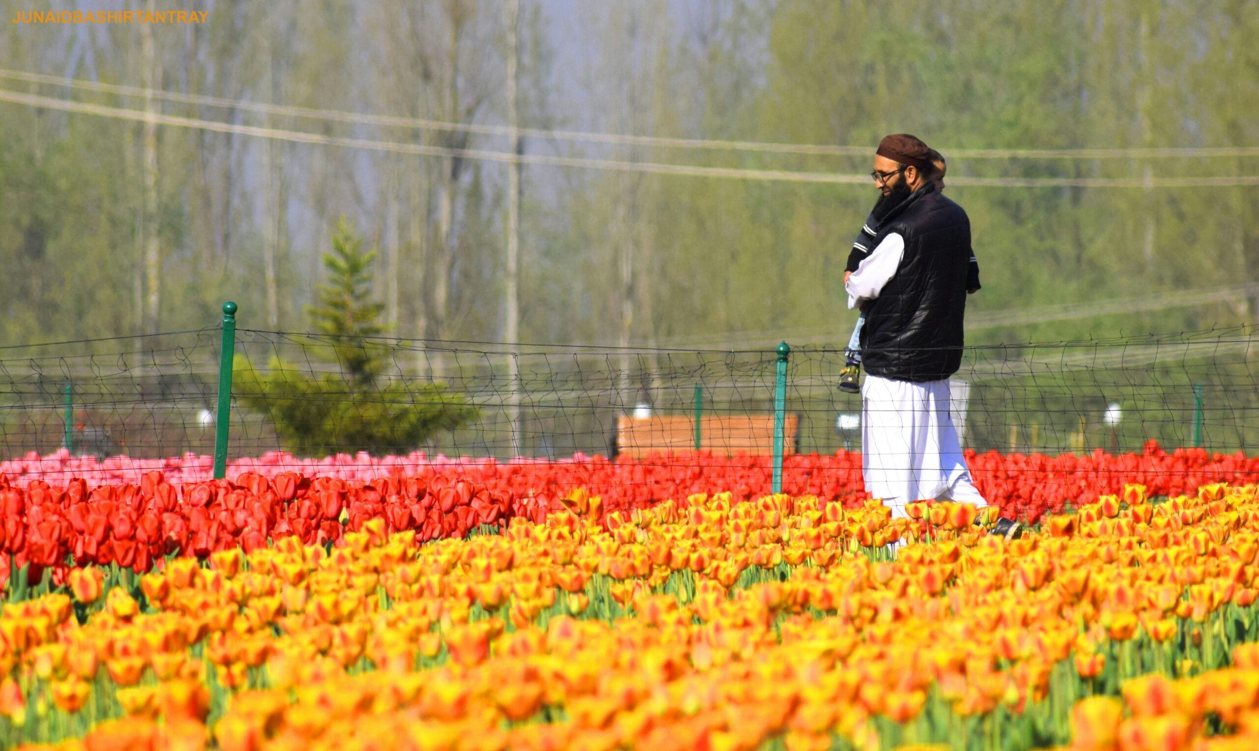 Tulip garden